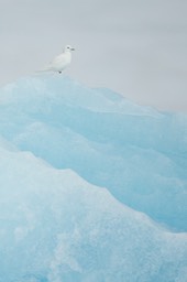 ivory gull