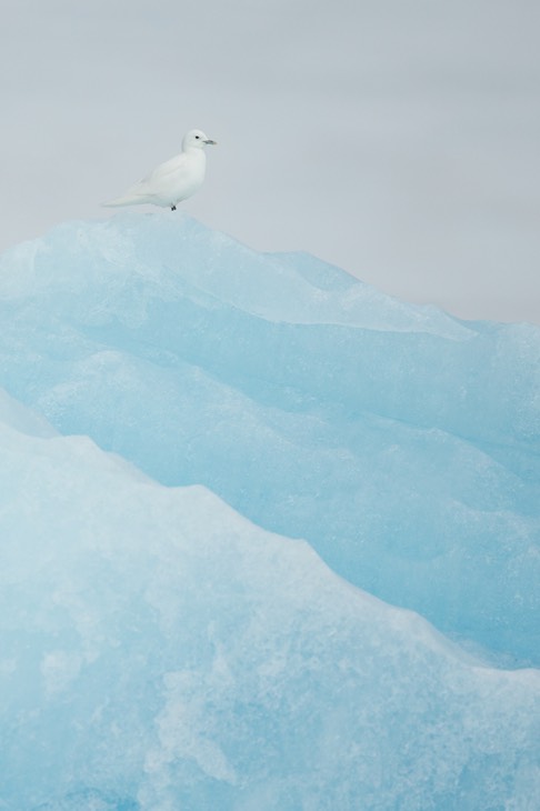 ivory gull