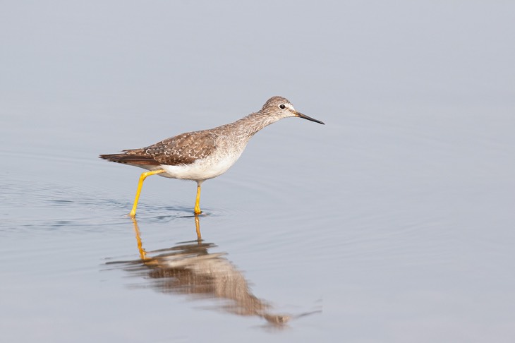 lesser yellowlegs