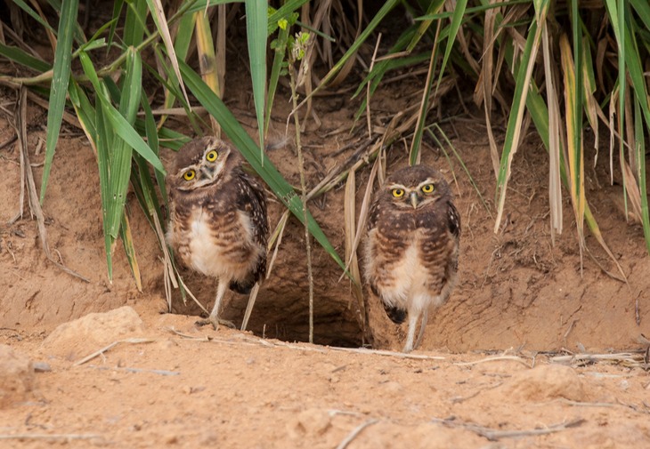 burrowing owl