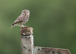 little owl