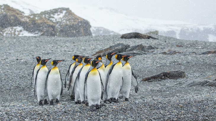 king penguin