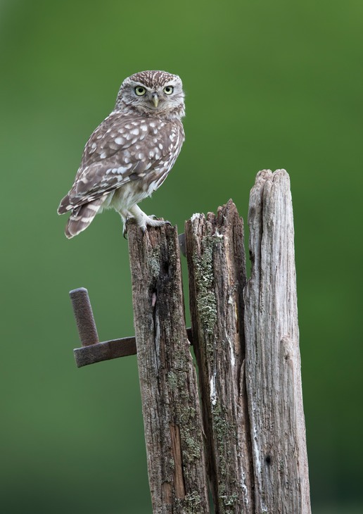 little owl