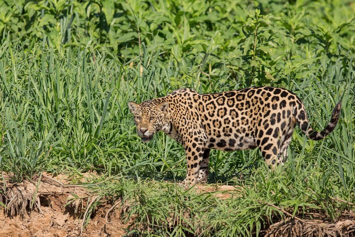 jaguar