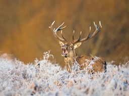 red deer