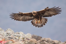 golden eagle