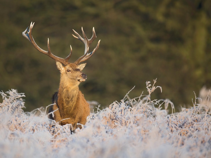 red deer