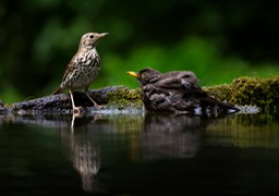 song thrush - blackbird