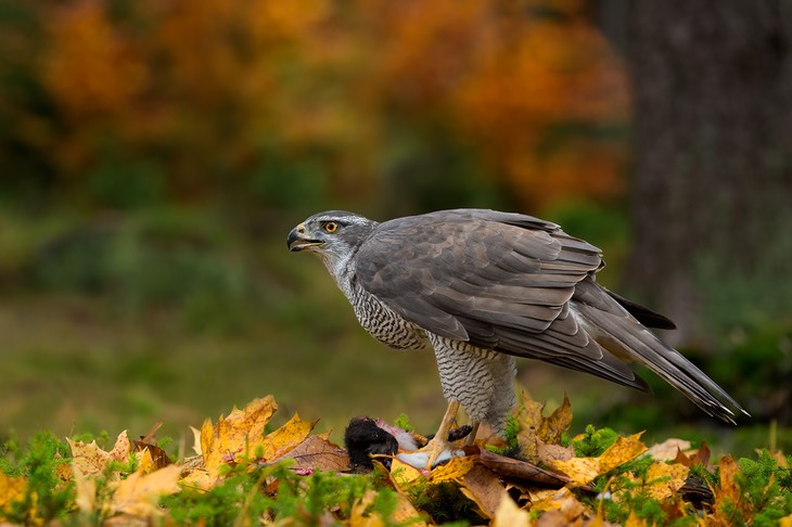 goshawk