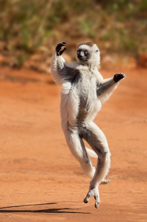 verreaux's sifaka