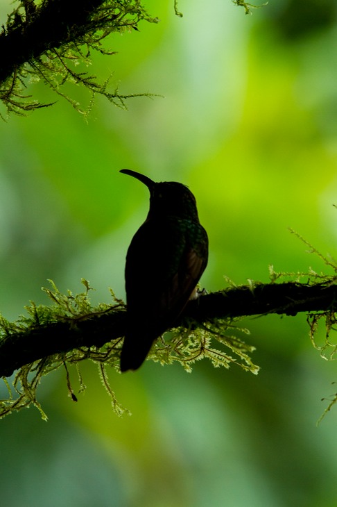 velvet purple coronet