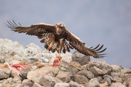 golden eagle