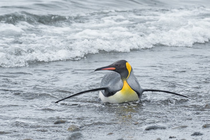 king penguin