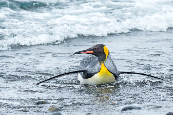 king penguin