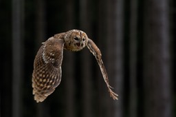 tawny owl