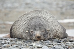 southern fur seal