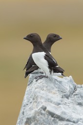 little auk