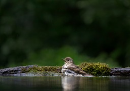 song thrush