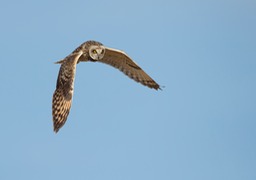 short eared owl