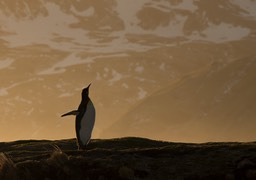 king penguin