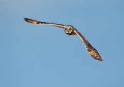 short eared owl