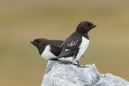 little auk