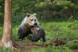 brown bear