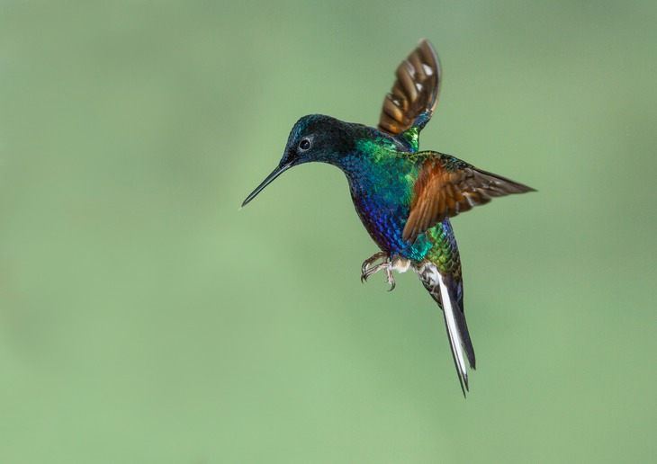 velvet purple coronet