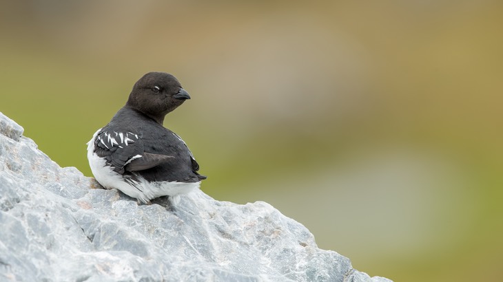 little auk