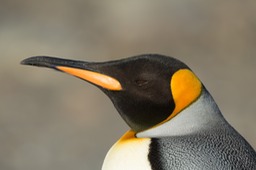 king penguin