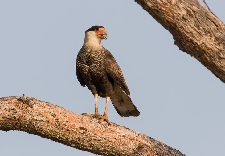 crested caracara