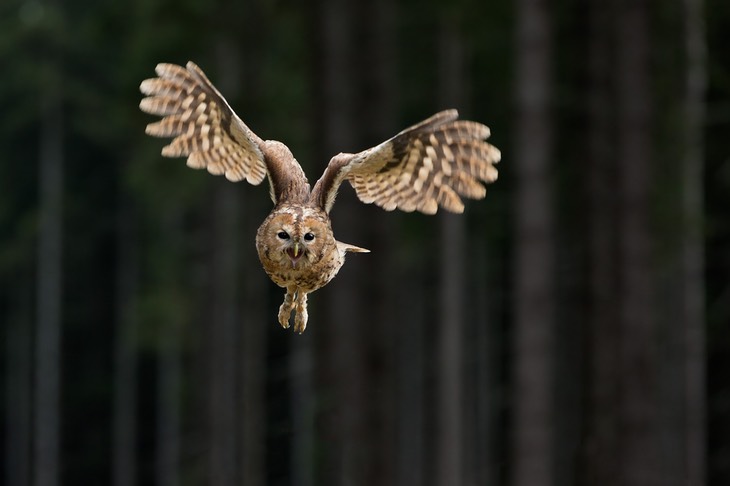 tawny owl