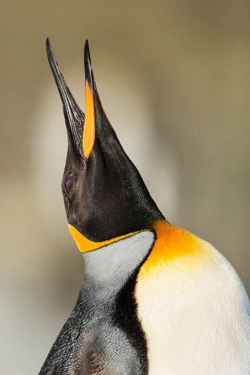 king penguin