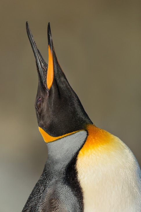 king penguin