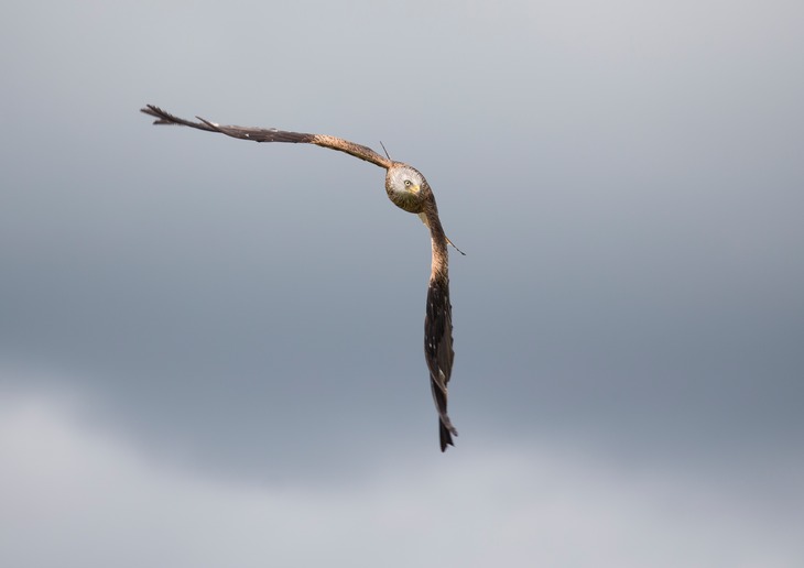 red kite