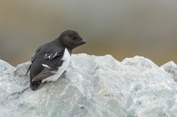 little auk