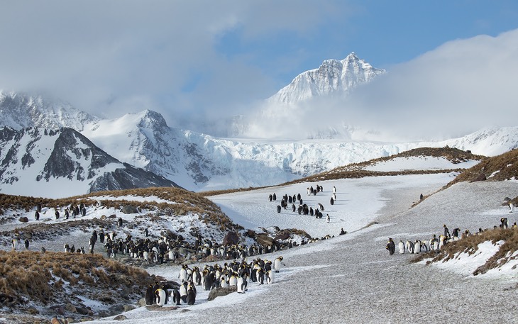 king penguin