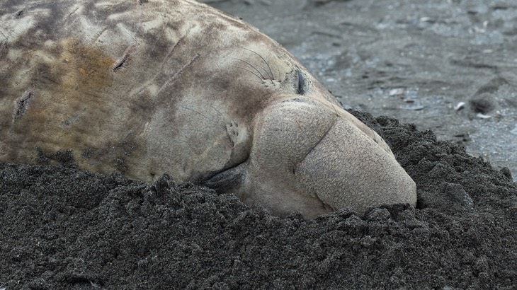 southern elephant seal