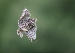 little owl