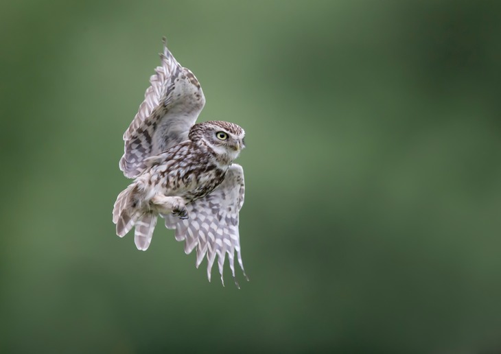 little owl