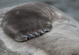 southern elephant seal