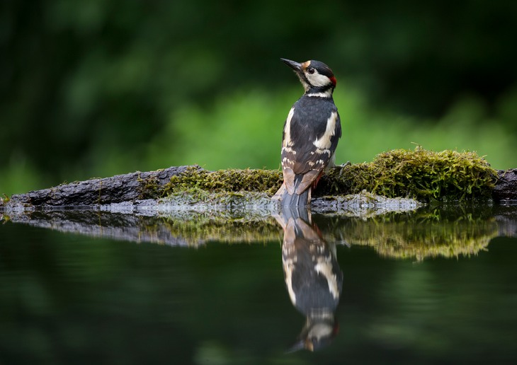 great spotted woodpecker