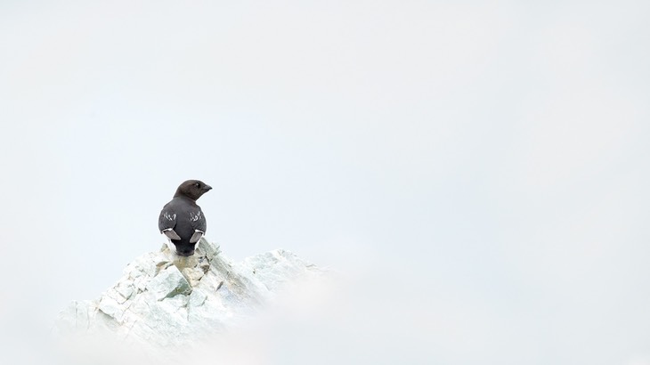 little auk