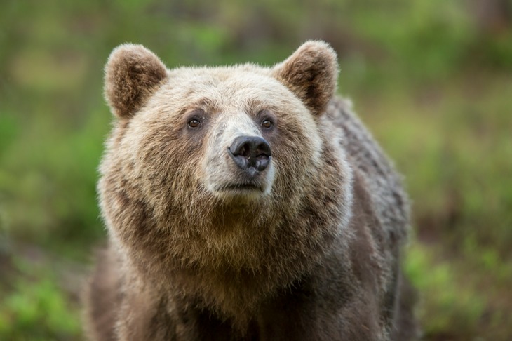 brown bear