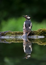 great spotted woodpecker