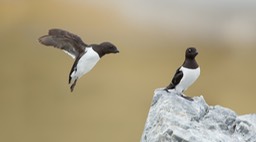 little auk