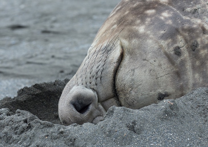 southern elephant seal