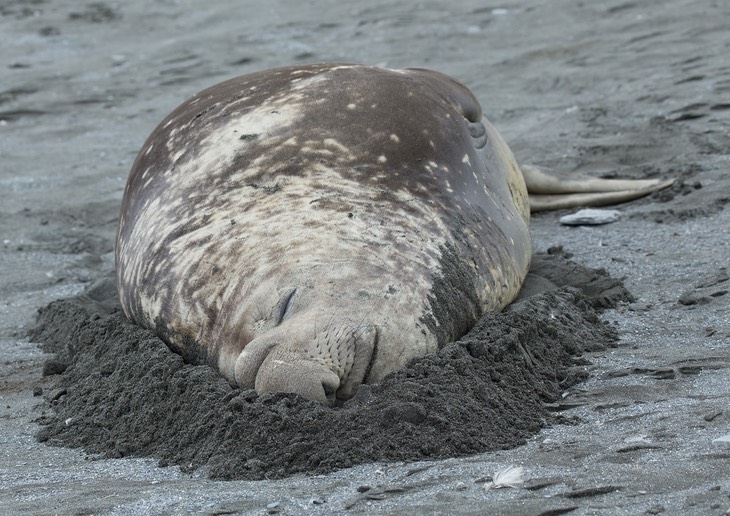 southern elephant seal