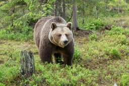 brown bear