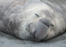 southern elephant seal